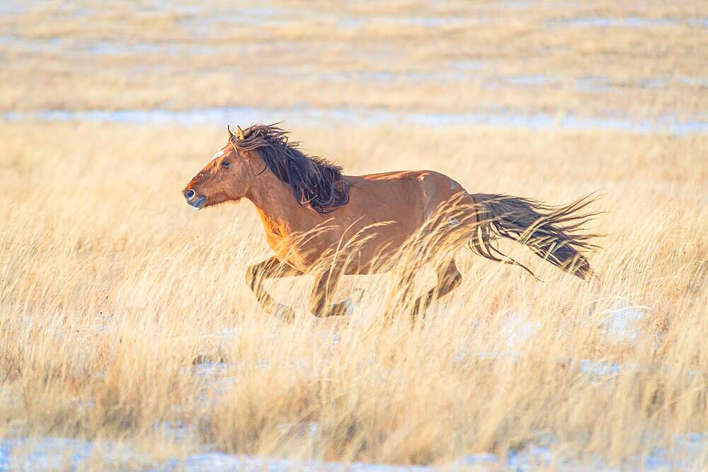 Stallion galloping on the eastern steppe. Dornod Province, Mongolia, Asia