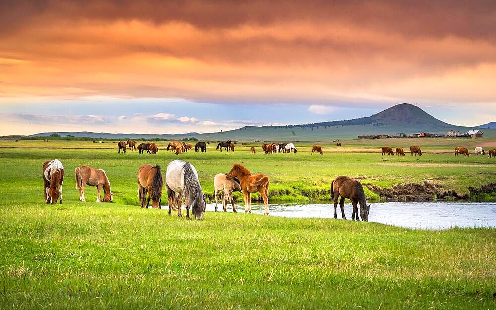 Horses grazing on the banks of the stream in summer. Dornod Province, Mongolia, Asia