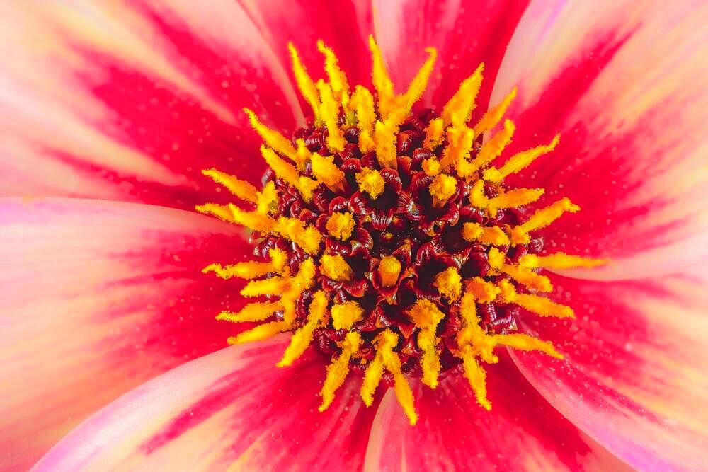 Macro of an abstract dahlia flower blossom