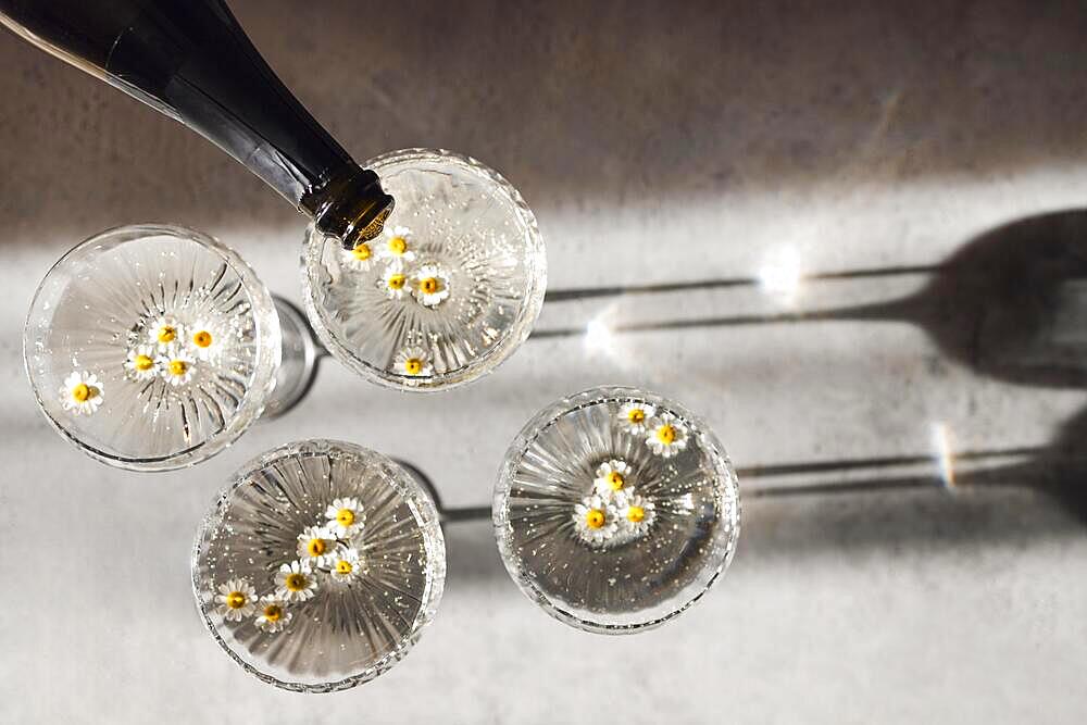 Champagne pourig into glasses on a light table surface reflecting soft sunshine rayson. Sparkling wine with daisy flowers. Top view