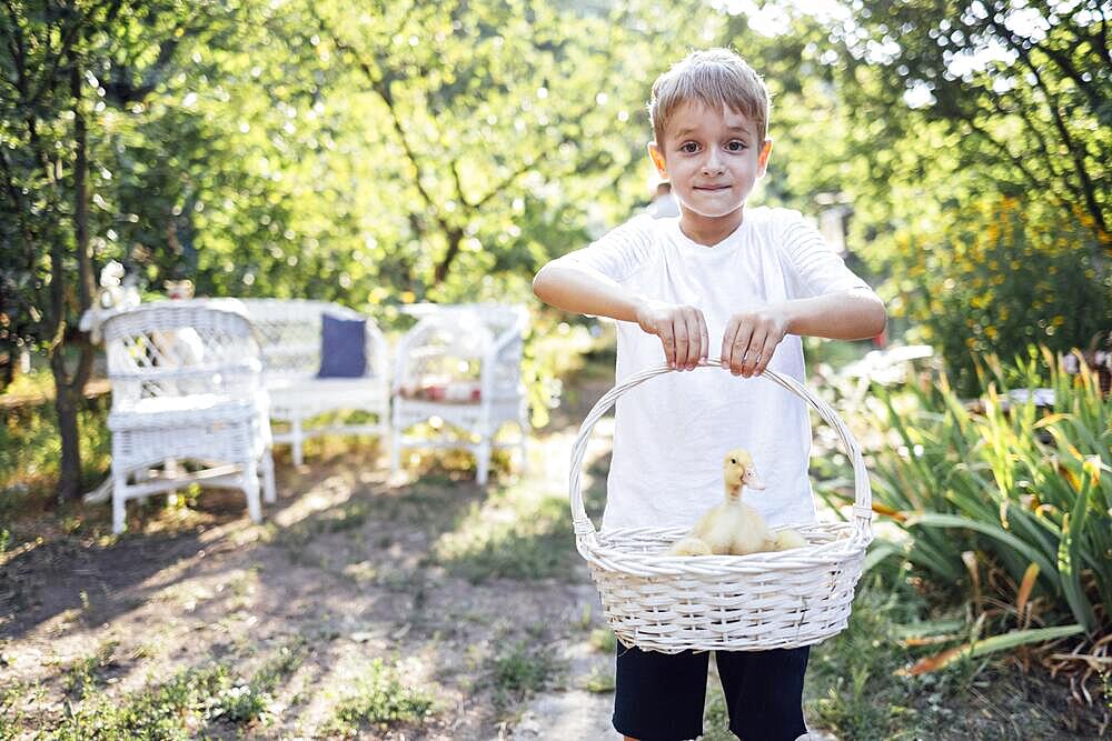 Close up of little yellow ducklings in a white wicker basket. Small boy in a white t-shirt is holding a pottle with cute pet nestlings. Child and birds. Summer background. Copy space