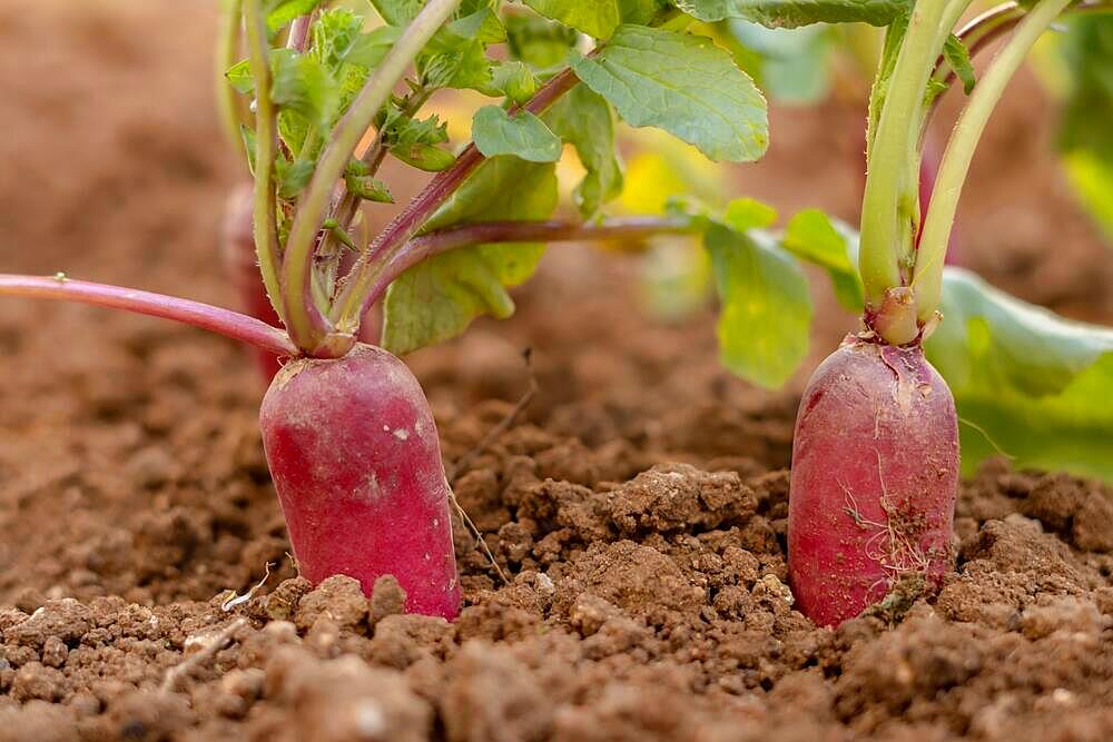 Close-up of radishes planted in an organic vegetable garden