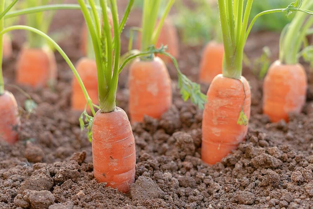 Close-up of carrots planted in an organic vegetable garden