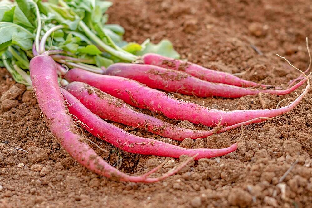 Close-up of radishes planted in an organic vegetable garden