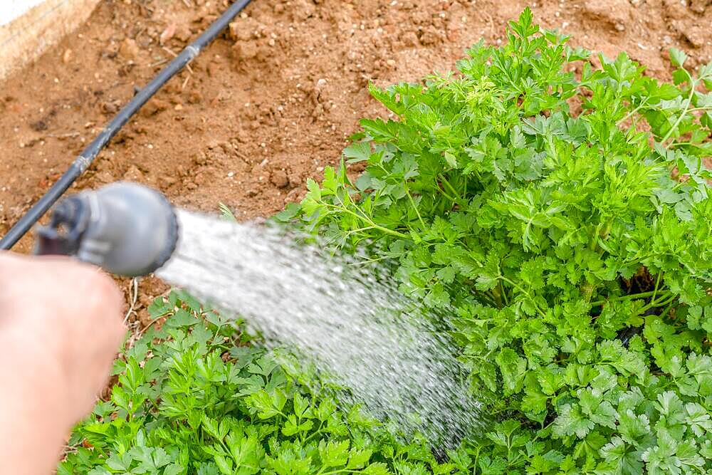 Woman's hand watering parsley in her home garden