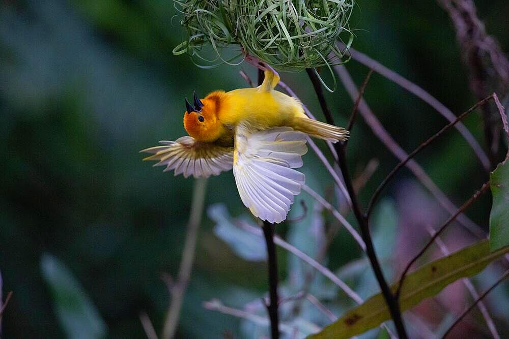 Yellow weaver bird, ploceidea, with spread open wings at its nest, Mombasa