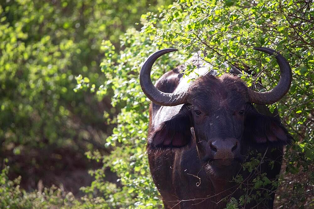 Buffalo, bubalus syncerus, water buffalo (bubalus arnee) in the savannah bushes of tsavo national park, Kenya, Africa