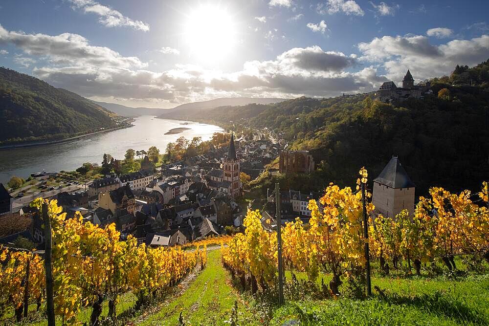 Vineyards in autumn on the river Rhine, taken in the morning with a view of the old town of Bacharach, Germany, Europe