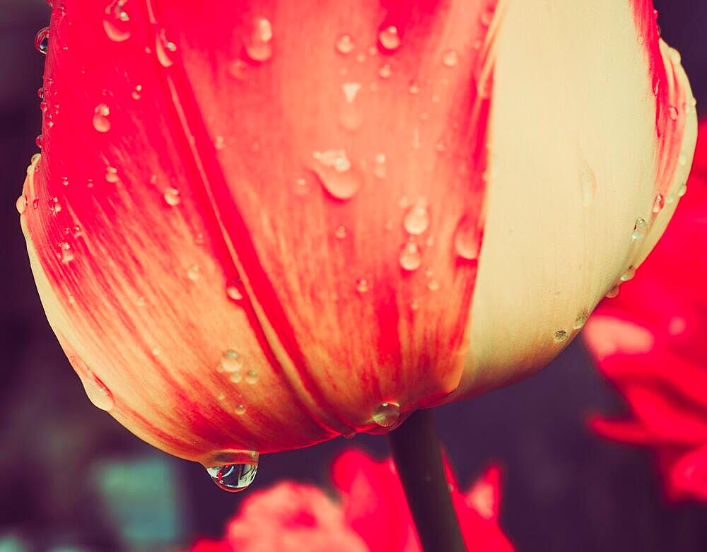 Tulip with water droplets in closeup