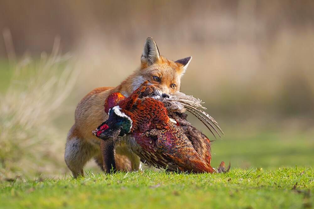 Red fox (Vulpes vulpes) adult animal carrying a dead Common Pheasant (Phasianus colchicus), Bedfordshire, England, United Kingdom, Europe