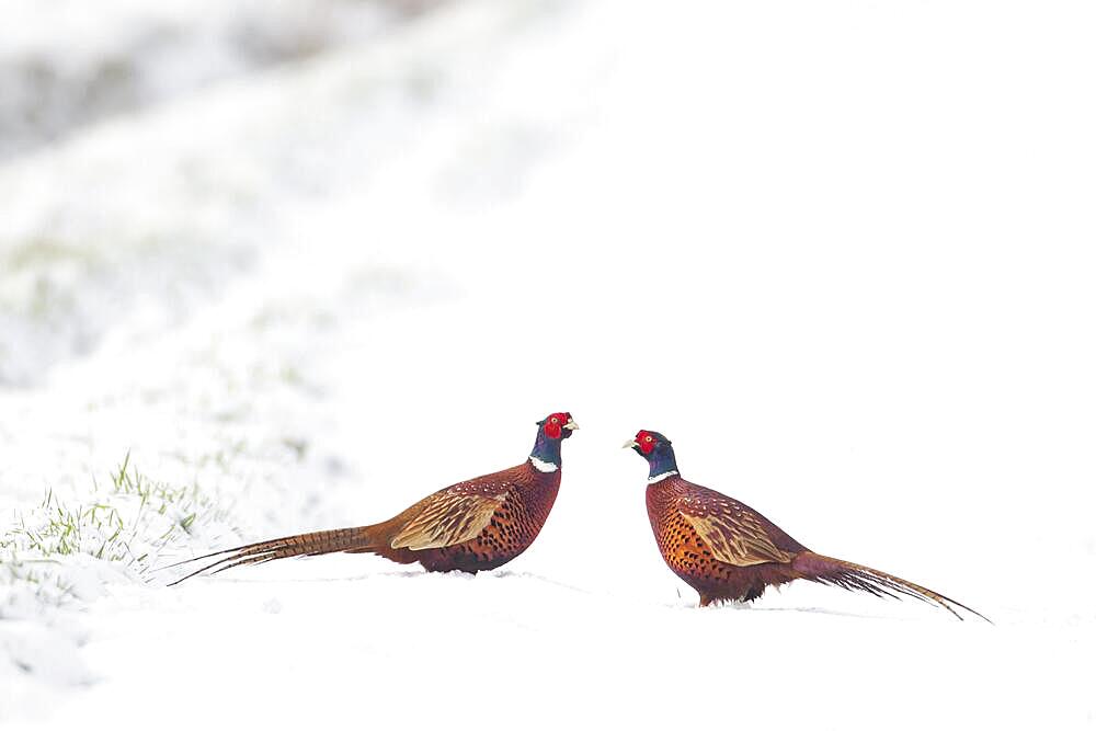 Common pheasant (Phasianus colchicus) two adult male birds on a snow covered farmland field, Suffolk, England, United Kingdom, Europe