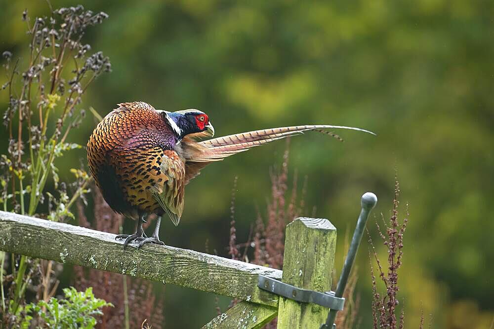 Common pheasant (Phasianus colchicus) adult male bird preening its tail feather whilst on a wooden gate, Wales, United Kingdom, Europe