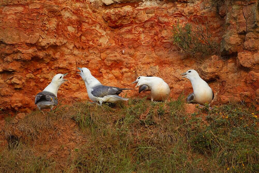 Northern Fulmar (Fulmarus glacialis) four adult birds on a cliff, Norfolk, England, United Kingdom, Europe