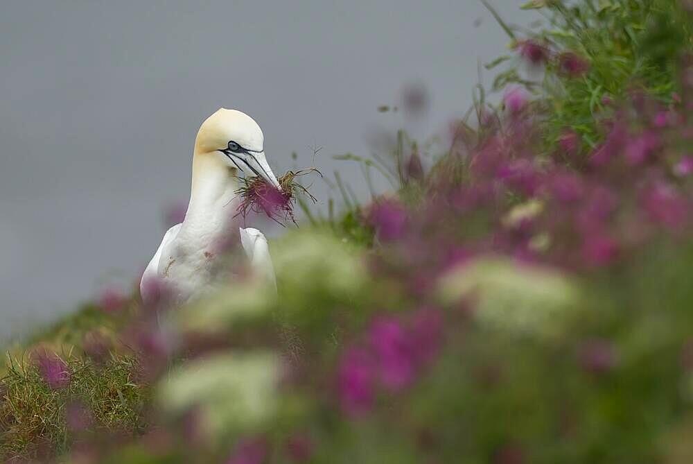 Northern gannet (Morus bassanus) adult bird collecting nesting material amongst flowering Red campion plants on a clifftop, Yorkshire, England, United Kingdom, Europe