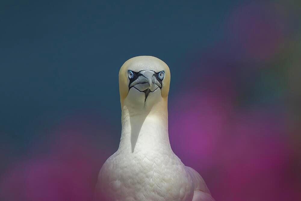 Northern gannet (Morus bassanus) adult bird amongst flowering Red campion plants on a clifftop, Yorkshire, England, United Kingdom, Europe