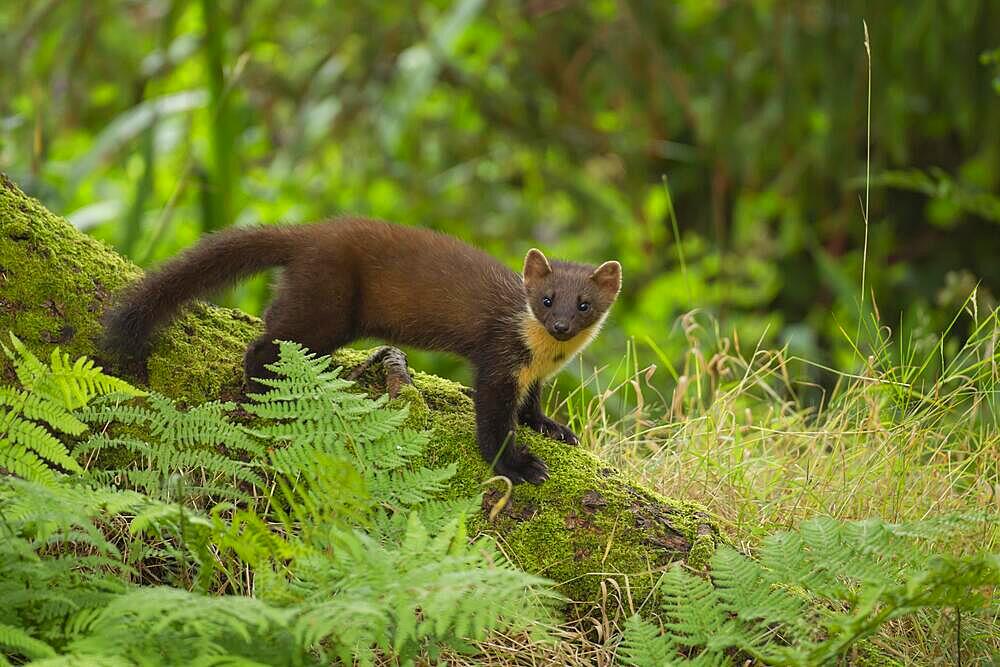 Pine marten (Martes martes) adult on a tree root in a woodland, Scotland, United Kingdom, Europe