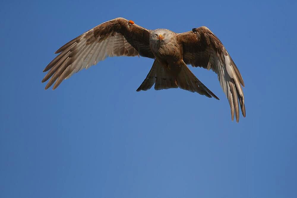 Red kite (Milvus milvus) leucistic or white form adult bird in flight, Wales, United Kingdom, Europe