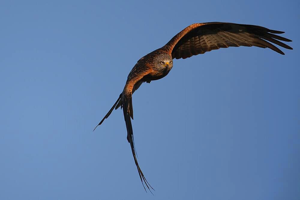 Red kite (Milvus milvus) adult bird in flight, Wales, United Kingdom, Europe