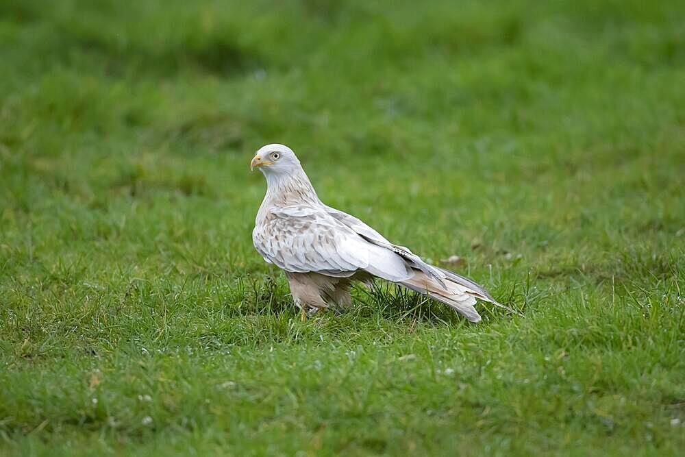 Red kite (Milvus milvus) leucistic or white form adult bird on grassland, Wales, United Kingdom, Europe