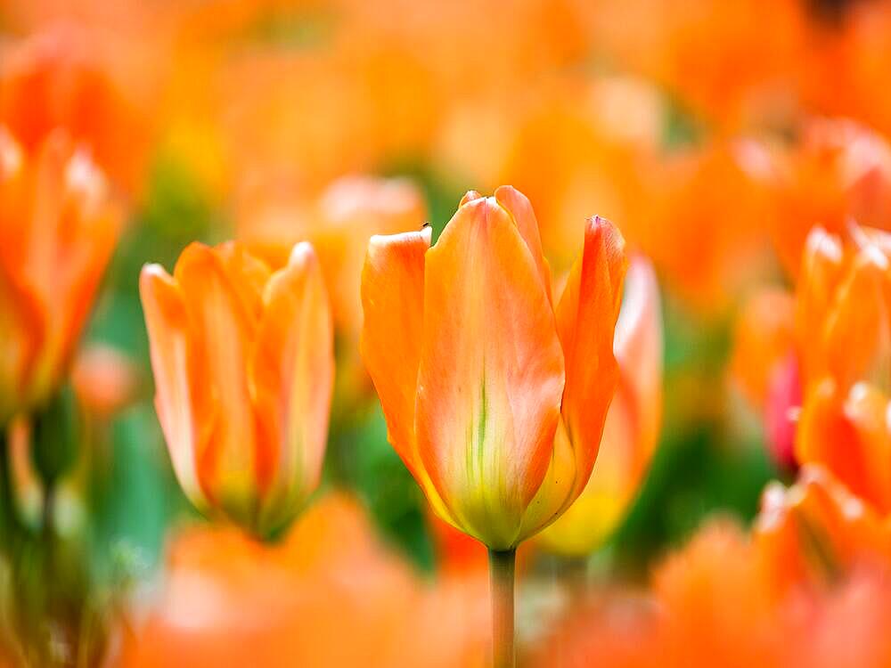 Tulip (Tulipa), Opatija, Croatia, Europe