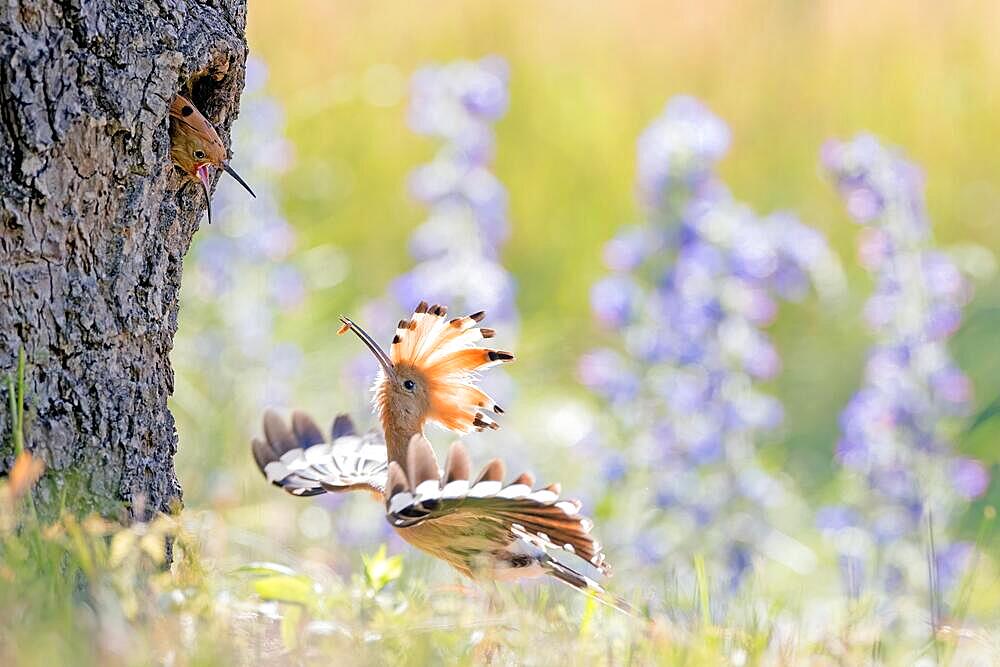 Hoopoe (Upupa epops) feeding its young, Middle Elbe Biosphere Reserve, Saxony-Anhalt, Germany, Europe