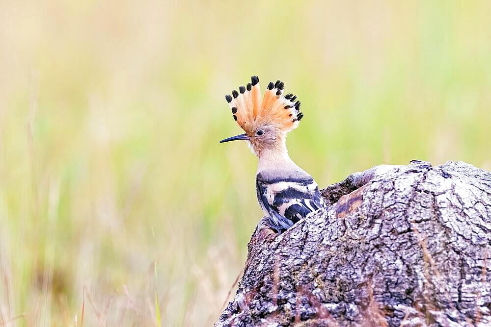 Young hoopoe (Upupa epops) shortly in front of its flight, Bird of the Year 2022, Middle Elbe Biosphere Reserve, Middle Elbe River Landscape, Saxony-Anhalt, Germany, Europe