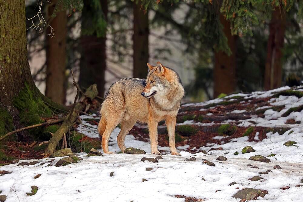 European gray wolf (Canis lupus), running in the snow, National Park, Bavarian Forest, Bavaria, Germany, Captive, Europe