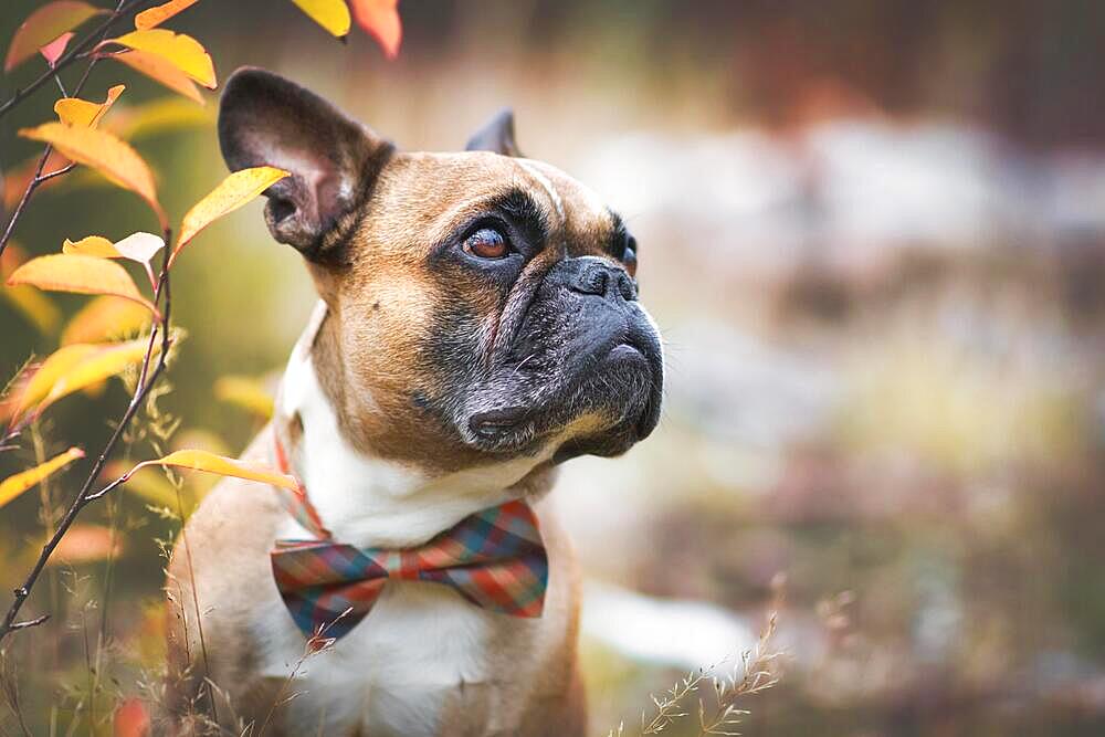 Portrait of fawn French Bulldog dog with bow tie in front of blurry background with copy space