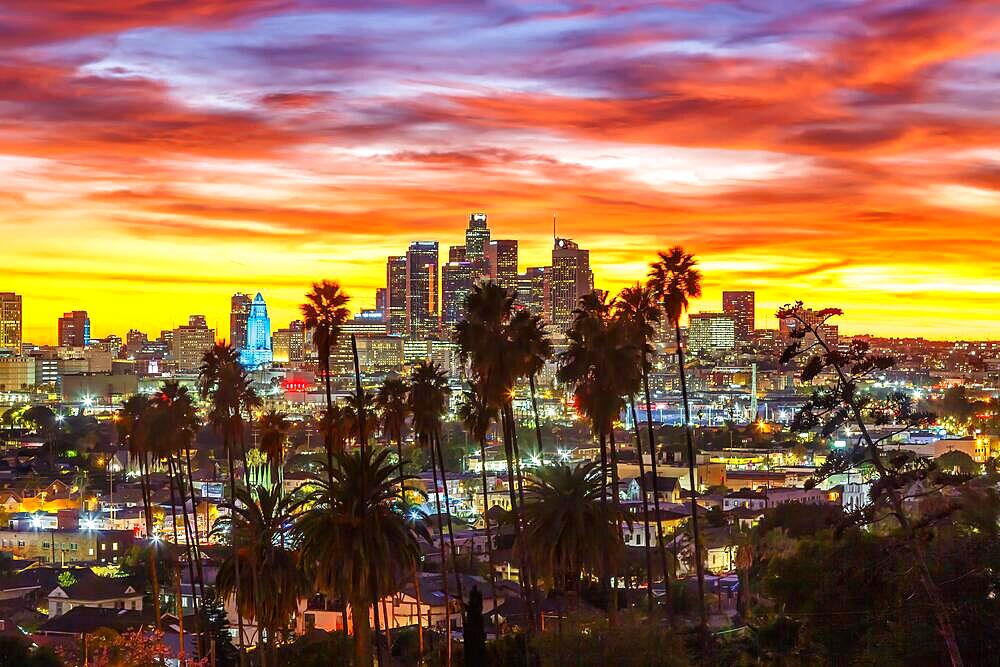 View of Downtown Los Angeles Skyline with Palm Trees at Sunset in California in Los Angeles, USA, North America