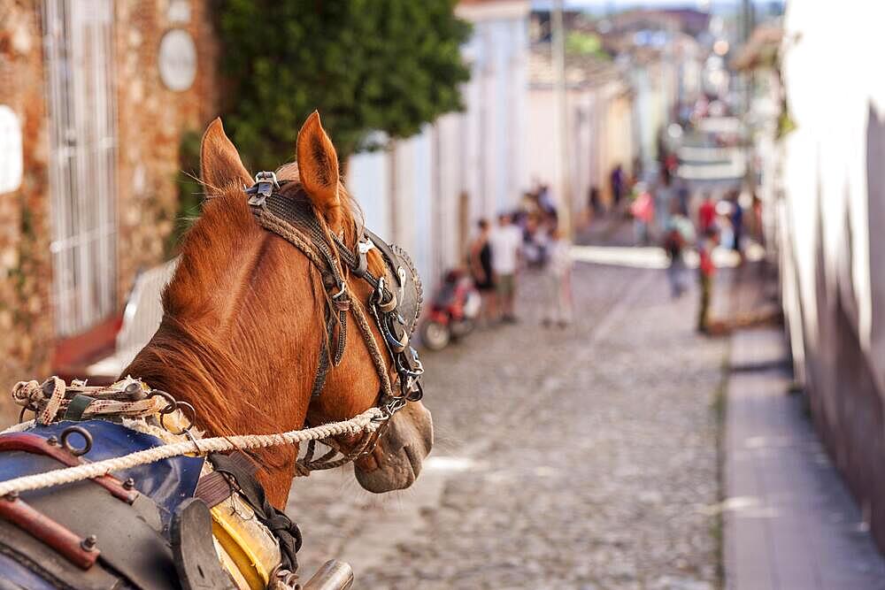 Horse Head, Perdecoach, Old Town, Trinidad, Cuba, Central America