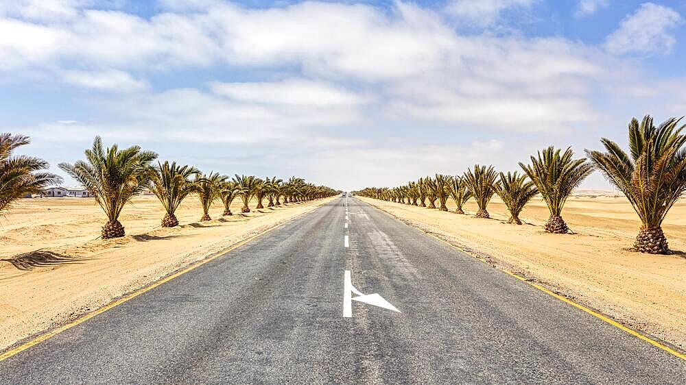 Country road, palm trees, Swakopmund, Namibia, Africa