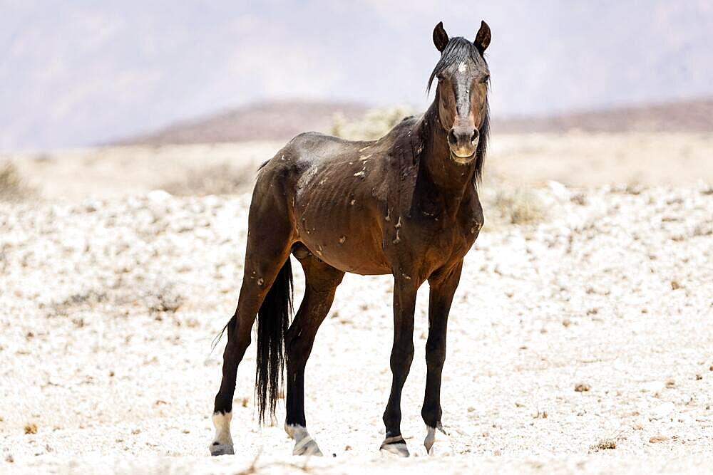 Wild horse (Equus caballus), Namib horse, Garub, Namibia, Africa