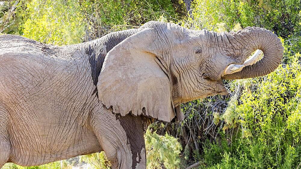 African forest elephant (Loxodonta cyclotis), Namibia, Africa