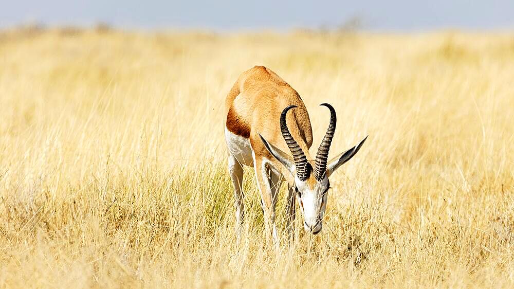 Springbok (Antidorcas), Etosha National Park, Namibia, Africa