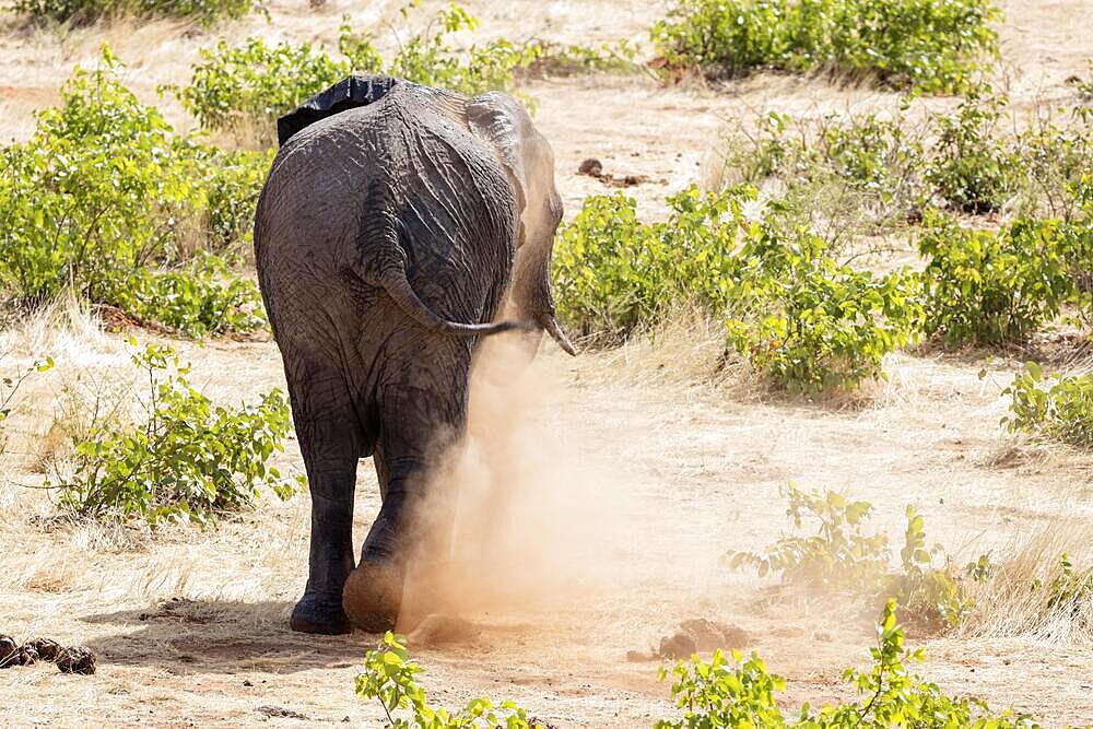African elephant (Loxodonta africana), Olifantsrus Camp, waterhole, Etosha National Park, Namibia, Africa