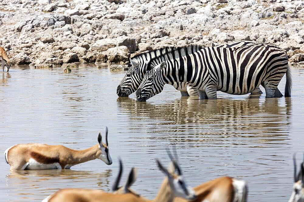 Zebras (Hippotigris), springboks (Antidorcas), waterhole, Etosha National Park, Namibia, Africa