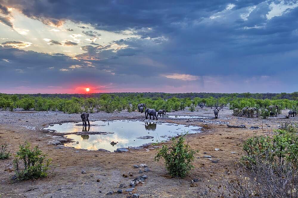 African elephants (Loxodonta africana), Moringa waterhole, Camp Halali, Etosha National Park, Namibia, Africa