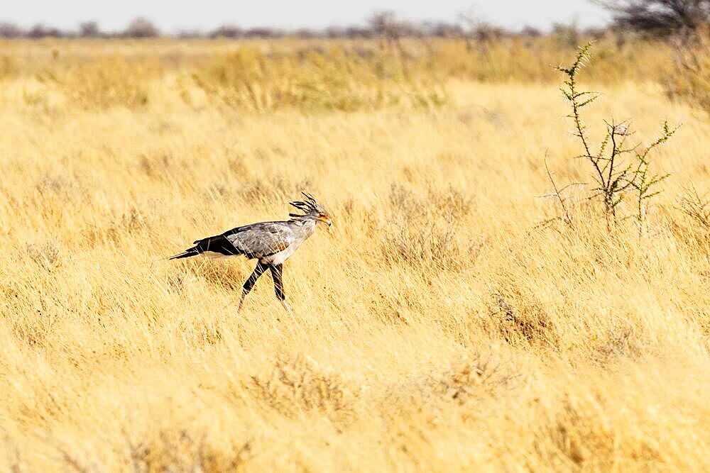 Secretary bird (Sagittarius serpentarius) bird, Etosha National Park, Namibia, Africa