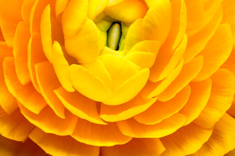 Yellow persian buttercup (Ranunculus asiaticus), flowering, Germany, Europe