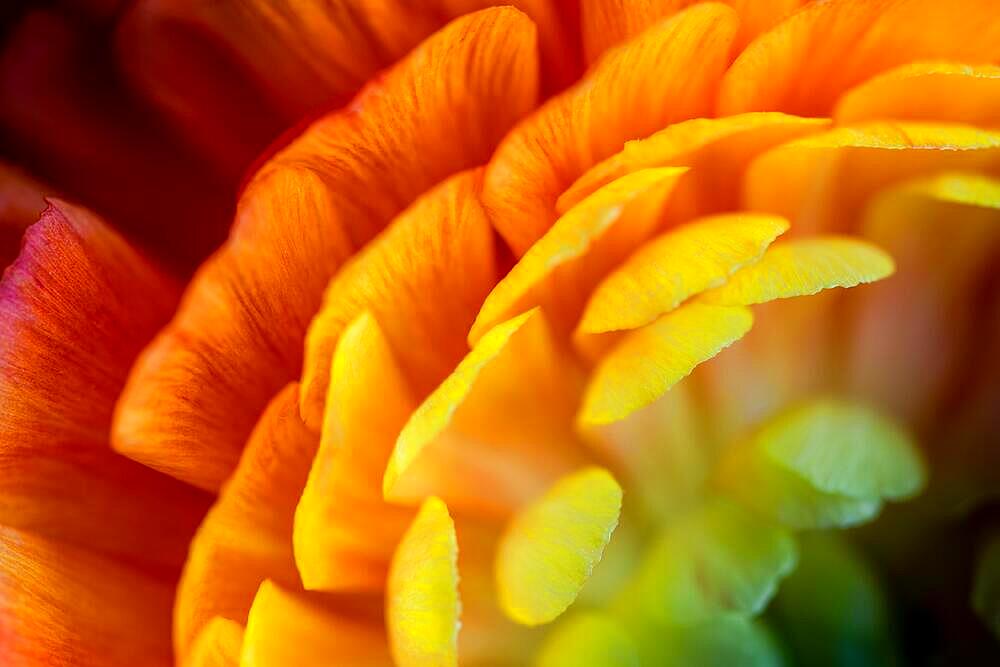 Petals (Ranunculus asiaticus), flowering, Germany, Europe