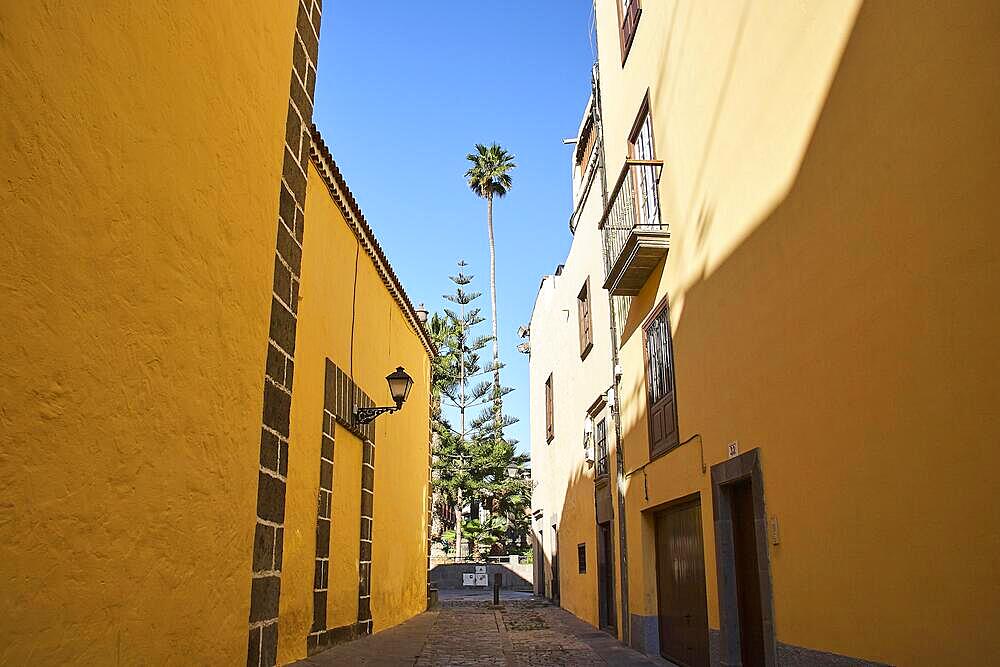 Old town alley, yellow houses, palm tree, cloudless blue sky, old town, Vegueta, Las Palmas, capital, Gran Canaria, Canary Islands, Spain, Europe