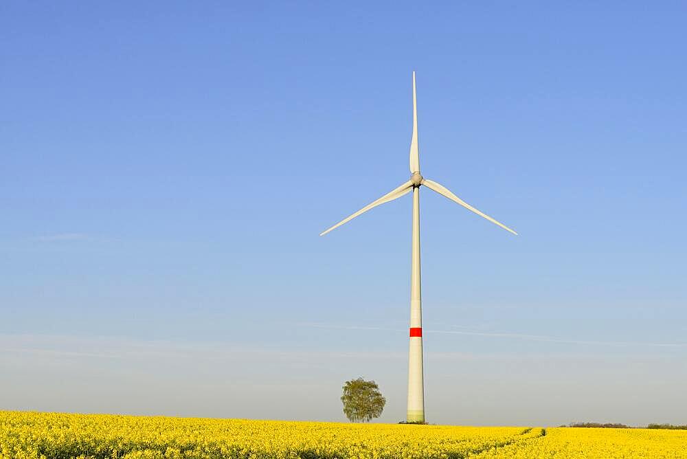 Wind turbine at a flowering rape (Brassica napus), blue sky, North Rhine-Westphalia, Germany, Europe