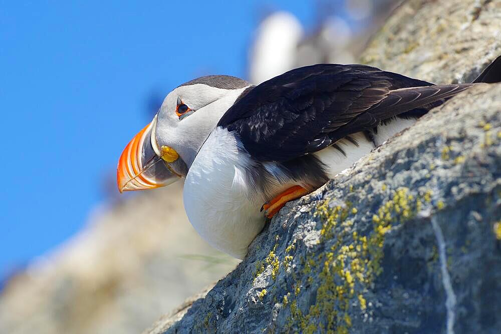 Puffin on rocks, Vardoe, Hornoeya, Varanger Peninsula, Arctic, Finnmark, Norway, Europe