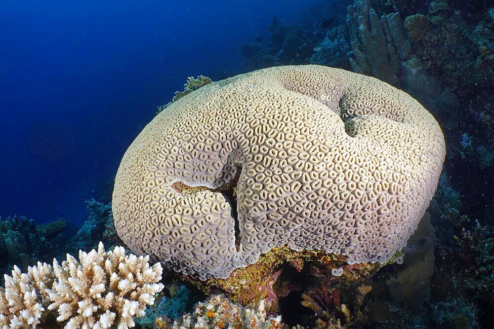 Button Star Coral (Favia favus), Dive Site House Reef, Mangrove Bay, El Quesir, Red Sea, Egypt, Africa