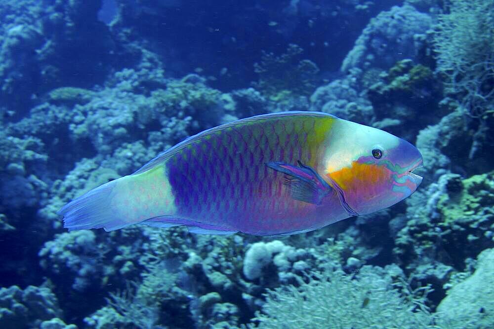 Bullethead parrotfish (Chlorurus sordidus), Marsa Shona reef dive site, Egypt, Red Sea, Africa