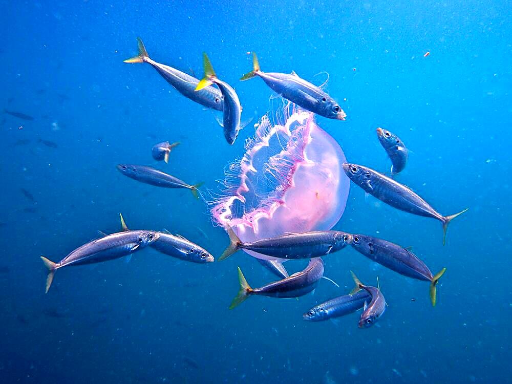 A group of fish eating an common jellyfish (Aurelia aurita), Amber Jack dive site, Destin, Panhandle, Gulf of Mexico, Florida, USA, North America