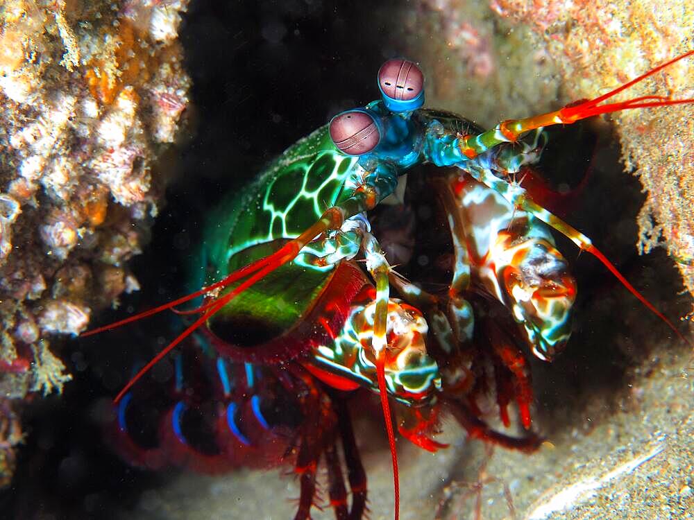 Peacock mantis shrimp (Odontodactylus scyllarus), Sodwana Bay National Park dive site, Maputaland Marine Reserve, KwaZulu Natal, South Africa, Africa