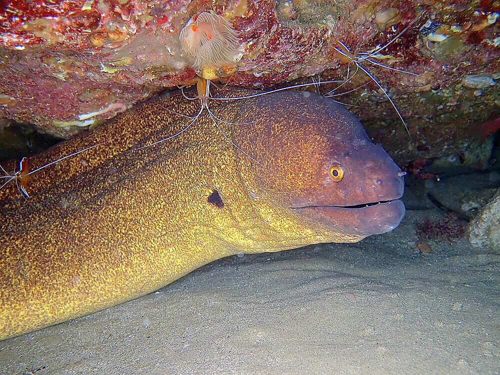 Yellow-edged moray (Gymnothorax flavimarginatus) at cleaning station with pacific cleaner shrimp (Lysmata amboinensis), Sodwana Bay National Park dive site, Maputaland Marine Reserve, KwaZulu Natal, South Africa, Africa