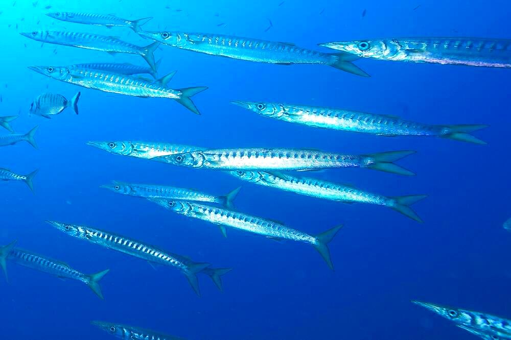 Group, shoal of european barracuda (Sphyraena sphyraena) near Hyeres. Dive site Giens Peninsula, Cote dAzur, France, Europe