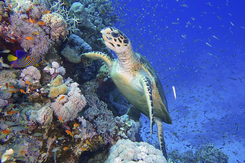 Hawksbill sea turtle (Eretmochelys imbricata), Erg Monica dive site, El Quesir, Red Sea, Egypt, Africa